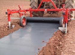 corn starch laying