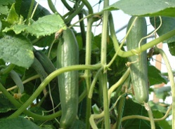 cucumbers growing