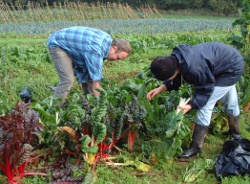 picking chard