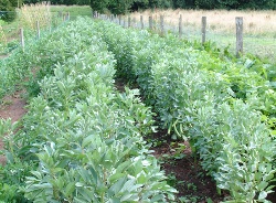 broad beans