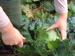 cabbage cutting