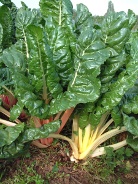 chard