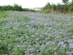 phacelia